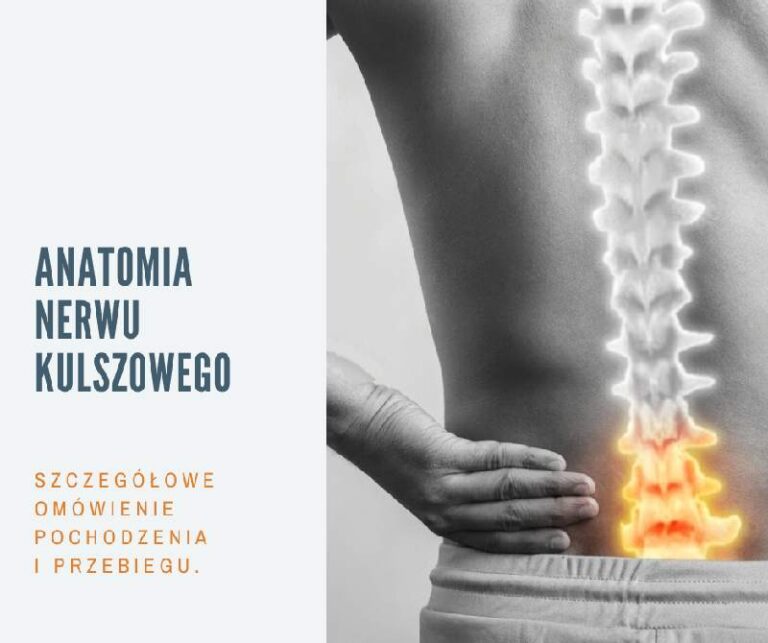Anatomia nerwu kulszowego